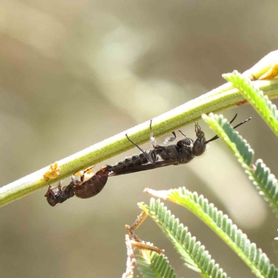 Thynninae (subfamily) (Smooth flower wasp) at O'Connor, ACT - 25 Jan 2023 by ConBoekel