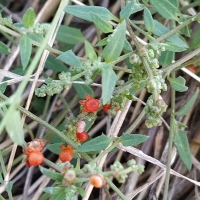 Einadia nutans (Climbing Saltbush) at Fadden, ACT - 8 Mar 2023 by KumikoCallaway