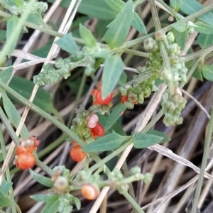 Einadia nutans at Fadden, ACT - 8 Mar 2023 07:44 AM