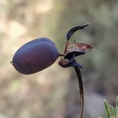 Gompholobium huegelii (Pale Wedge Pea) at Fadden, ACT - 7 Mar 2023 by KumikoCallaway