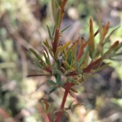 Gompholobium huegelii at Fadden, ACT - 8 Mar 2023