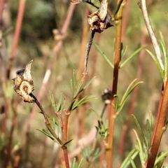 Gompholobium huegelii at Fadden, ACT - 8 Mar 2023