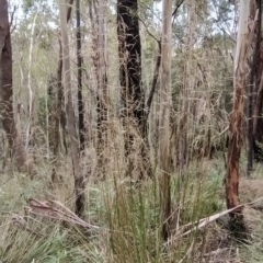 Poa helmsii (Broad-leaved Snow Grass) at Tidbinbilla Nature Reserve - 8 Mar 2023 by KumikoCallaway