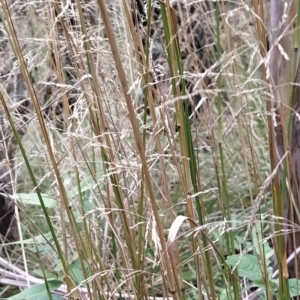 Poa helmsii at Paddys River, ACT - 8 Mar 2023 11:53 AM