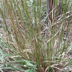 Poa helmsii at Paddys River, ACT - 8 Mar 2023 11:53 AM