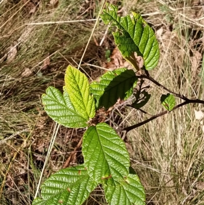 Pomaderris aspera (Hazel Pomaderris) at Tidbinbilla Nature Reserve - 8 Mar 2023 by KumikoCallaway