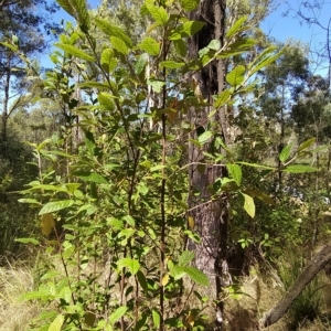 Pomaderris aspera at Paddys River, ACT - 8 Mar 2023 12:05 PM