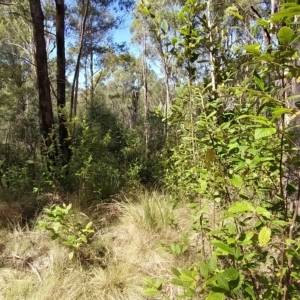 Pomaderris aspera at Paddys River, ACT - 8 Mar 2023 12:05 PM