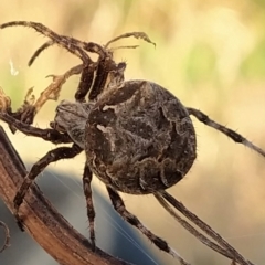 Backobourkia sp. (genus) (An orb weaver) at Wanniassa Hill - 4 Mar 2023 by KumikoCallaway