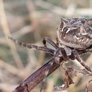 Backobourkia sp. (genus) at Fadden, ACT - 5 Mar 2023