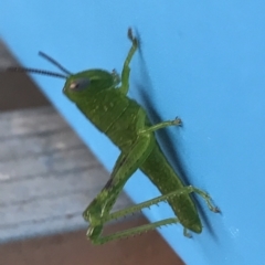 Unidentified Grasshopper (several families) (TBC) at Evans Head, NSW - 8 Mar 2023 by AliClaw