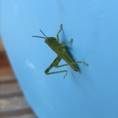 Unidentified Grasshopper, Cricket or Katydid (Orthoptera) (TBC) at Evans Head, NSW - 8 Mar 2023 by AliClaw