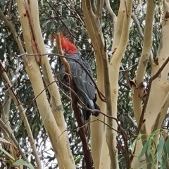 Callocephalon fimbriatum (Gang-gang Cockatoo) at Wambrook, NSW - 8 Mar 2023 by Mike