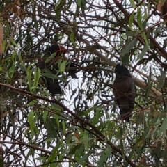 Callocephalon fimbriatum at Wambrook, NSW - 8 Mar 2023