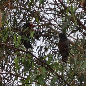 Callocephalon fimbriatum at Wambrook, NSW - suppressed