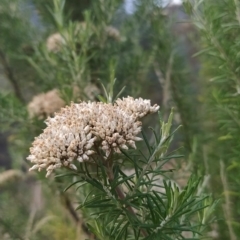 Cassinia aculeata (Common Cassinia) at Paddys River, ACT - 25 Feb 2023 by KumikoCallaway