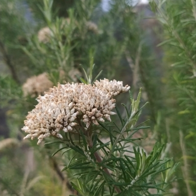 Cassinia aculeata (Common Cassinia) at Paddys River, ACT - 26 Feb 2023 by KumikoCallaway