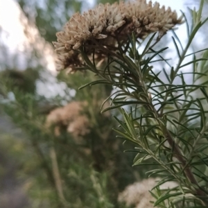 Cassinia aculeata at Paddys River, ACT - 26 Feb 2023 07:01 AM