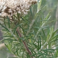 Cassinia aculeata at Paddys River, ACT - 26 Feb 2023 07:01 AM