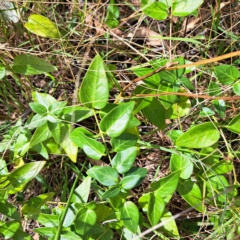 Vinca major (Blue Periwinkle) at Hackett, ACT - 8 Mar 2023 by abread111