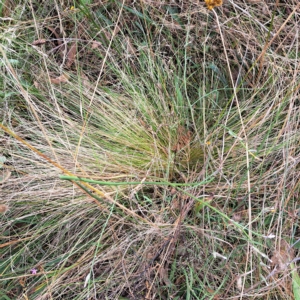 Nassella trichotoma at Hackett, ACT - 8 Mar 2023