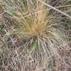 Nassella trichotoma at Hackett, ACT - 8 Mar 2023