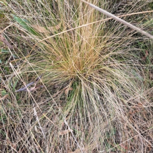 Nassella trichotoma at Hackett, ACT - 8 Mar 2023