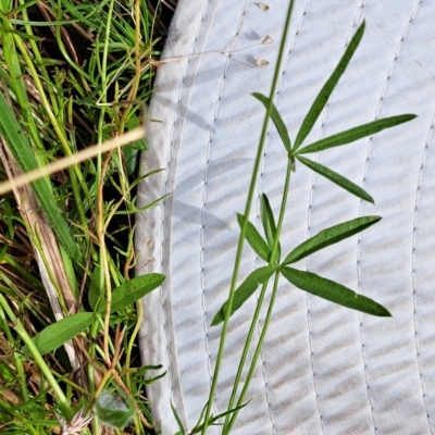 Cullen tenax (Tough Scurf-Pea) at Mount Majura - 8 Mar 2023 by abread111