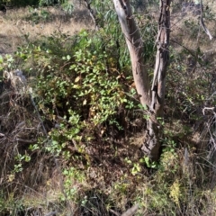 Rubus fruticosus species aggregate (Blackberry) at Hackett, ACT - 8 Mar 2023 by waltraud