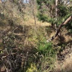 Rubus fruticosus species aggregate (Blackberry) at Hackett, ACT - 8 Mar 2023 by waltraud