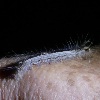 Lasiocampidae (family) IMMATURE (ALappet or Snout Moth (Lasiocampidae) at Borough, NSW - 6 Mar 2023 by Paul4K