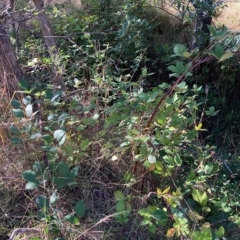Rubus fruticosus agg. complex (Blackberry) at Hackett, ACT - 7 Mar 2023 by waltraud