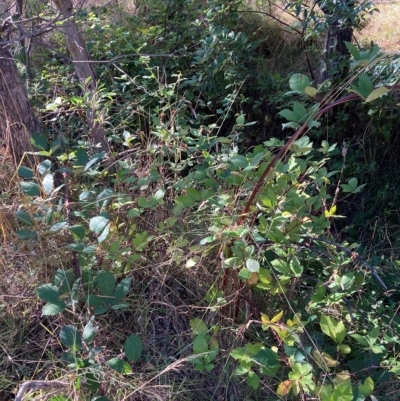 Rubus fruticosus agg. complex (Blackberry) at Mount Majura - 7 Mar 2023 by waltraud