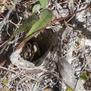 Lycosidae (family) at Borough, NSW - suppressed