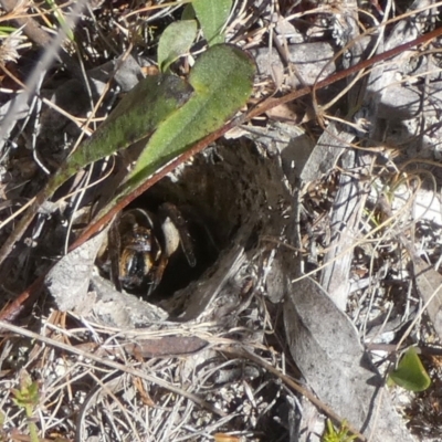 Lycosidae (family) (Wolf spider) at Borough, NSW - 7 Mar 2023 by Paul4K