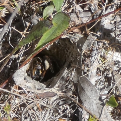 Lycosidae (family) (Unidentified wolf spider) at Borough, NSW - 6 Mar 2023 by Paul4K