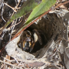 Lycosidae (family) at Borough, NSW - suppressed