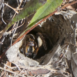 Lycosidae (family) at Borough, NSW - 7 Mar 2023