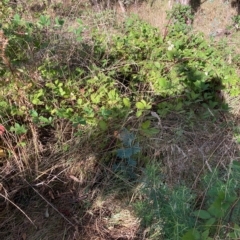 Rubus fruticosus agg. complex (Blackberry) at Hackett, ACT - 7 Mar 2023 by waltraud