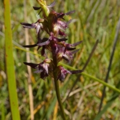 Corunastylis ostrina (Purple Midge Orchid) at Borough, NSW - 7 Mar 2023 by Paul4K