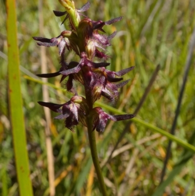 Corunastylis ostrina at Borough, NSW - 6 Mar 2023 by Paul4K