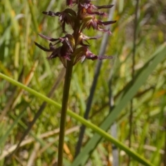 Corunastylis ostrina at Borough, NSW - suppressed