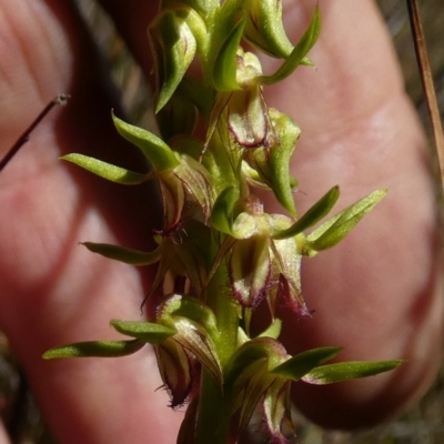 Corunastylis cornuta (Horned Midge Orchid) at Borough, NSW - 6 Mar 2023 by Paul4K