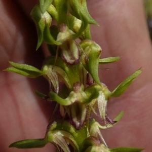 Corunastylis cornuta at Borough, NSW - 7 Mar 2023