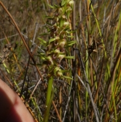 Corunastylis cornuta (Horned Midge Orchid) at Borough, NSW - 7 Mar 2023 by Paul4K