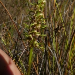 Corunastylis cornuta (Horned midge orchid) at Borough, NSW - 6 Mar 2023 by Paul4K