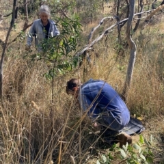 Rubus fruticosus species aggregate (Blackberry) at Hackett, ACT - 8 Mar 2023 by waltraud