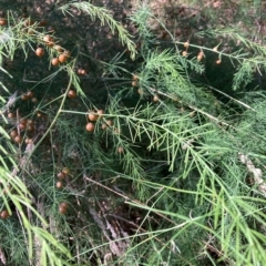 Asparagus officinalis (Asparagus) at Hackett, ACT - 8 Mar 2023 by waltraud