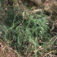 Asparagus officinalis at Hackett, ACT - 8 Mar 2023