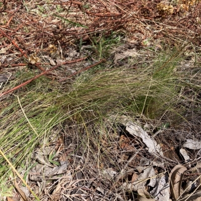 Nassella trichotoma (Serrated Tussock) at The Fair, Watson - 8 Mar 2023 by waltraud